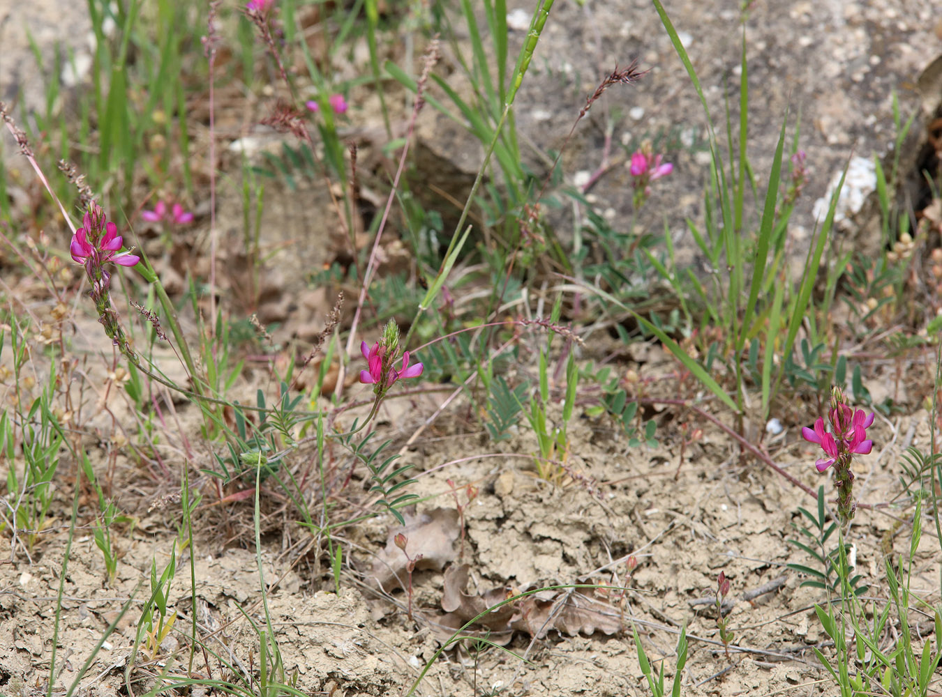 Изображение особи Onobrychis dielsii.