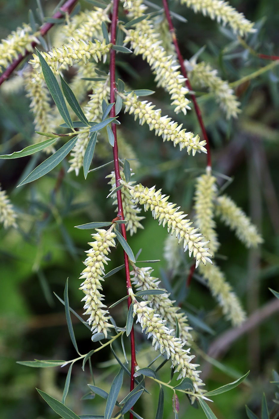 Image of Salix blakii specimen.