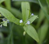 Myosotis sparsiflora. Цветки и листья в каплях росы. Калужская обл., Боровский р-н, окр. дер. Семичёво, влажная часть луга около границы смешанного леса. леса. 4 июня 2022 г.