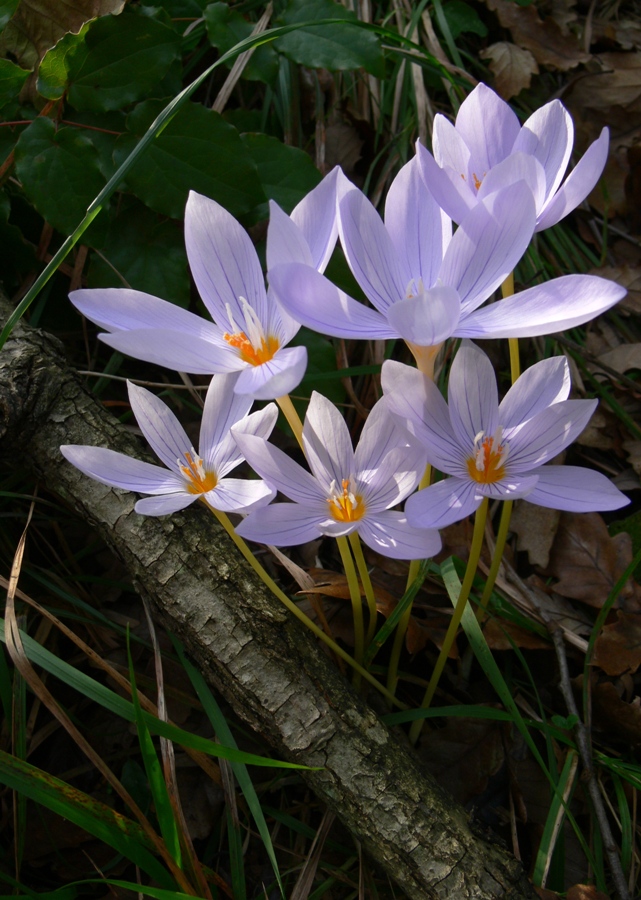 Image of Crocus pulchellus specimen.
