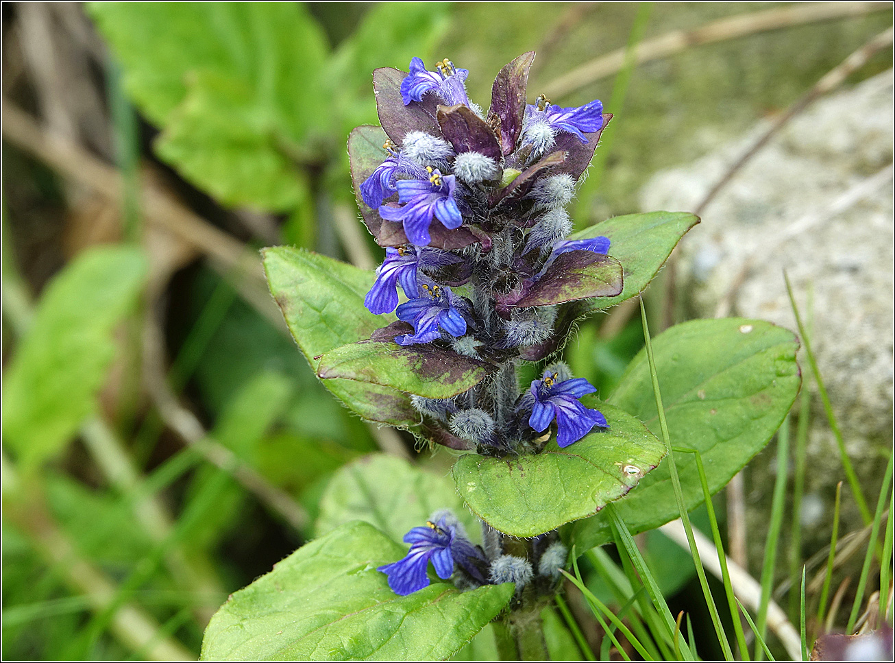 Image of Ajuga reptans specimen.