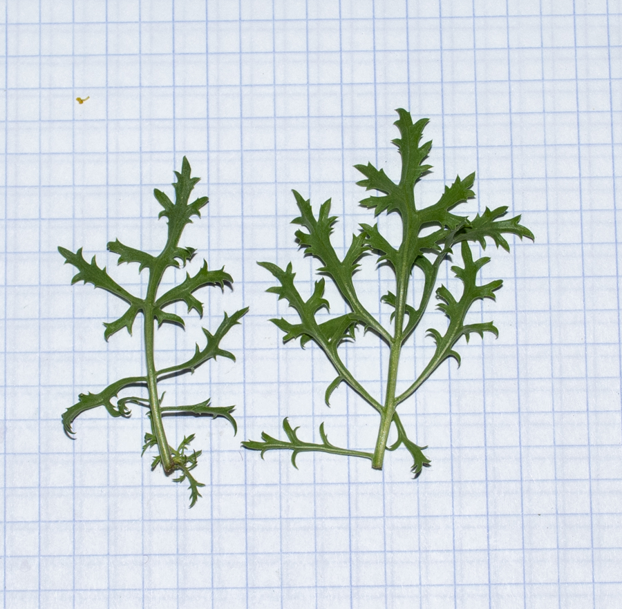 Image of Scrophularia xanthoglossa specimen.