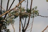 семейство Meliaceae. Ветвь с цветами и листьями. Мадагаскар, провинция Махадзанга, регион Мелаки, окр. Бекупака, правый берег реки Манамбулу, заповедник \"Цинги де Бамараха\" 09.10.2016.