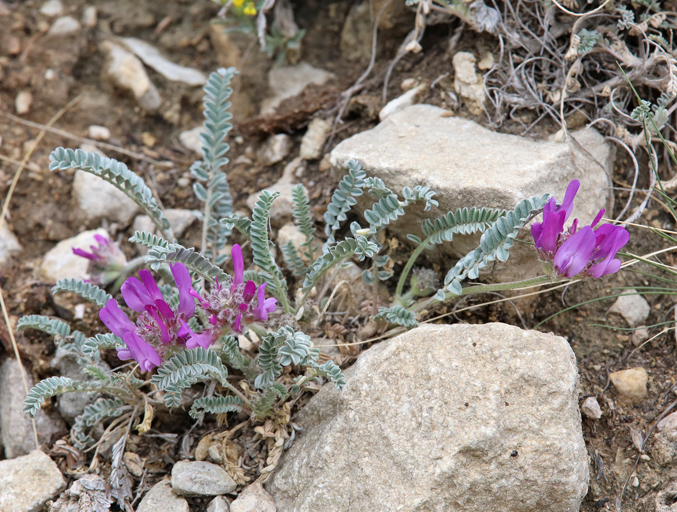 Image of Astragalus onobrychioides specimen.