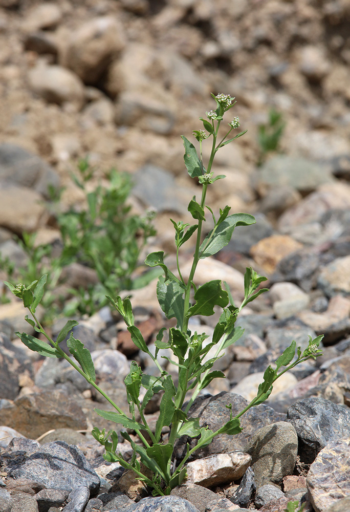 Image of Lepidium amplexicaule specimen.