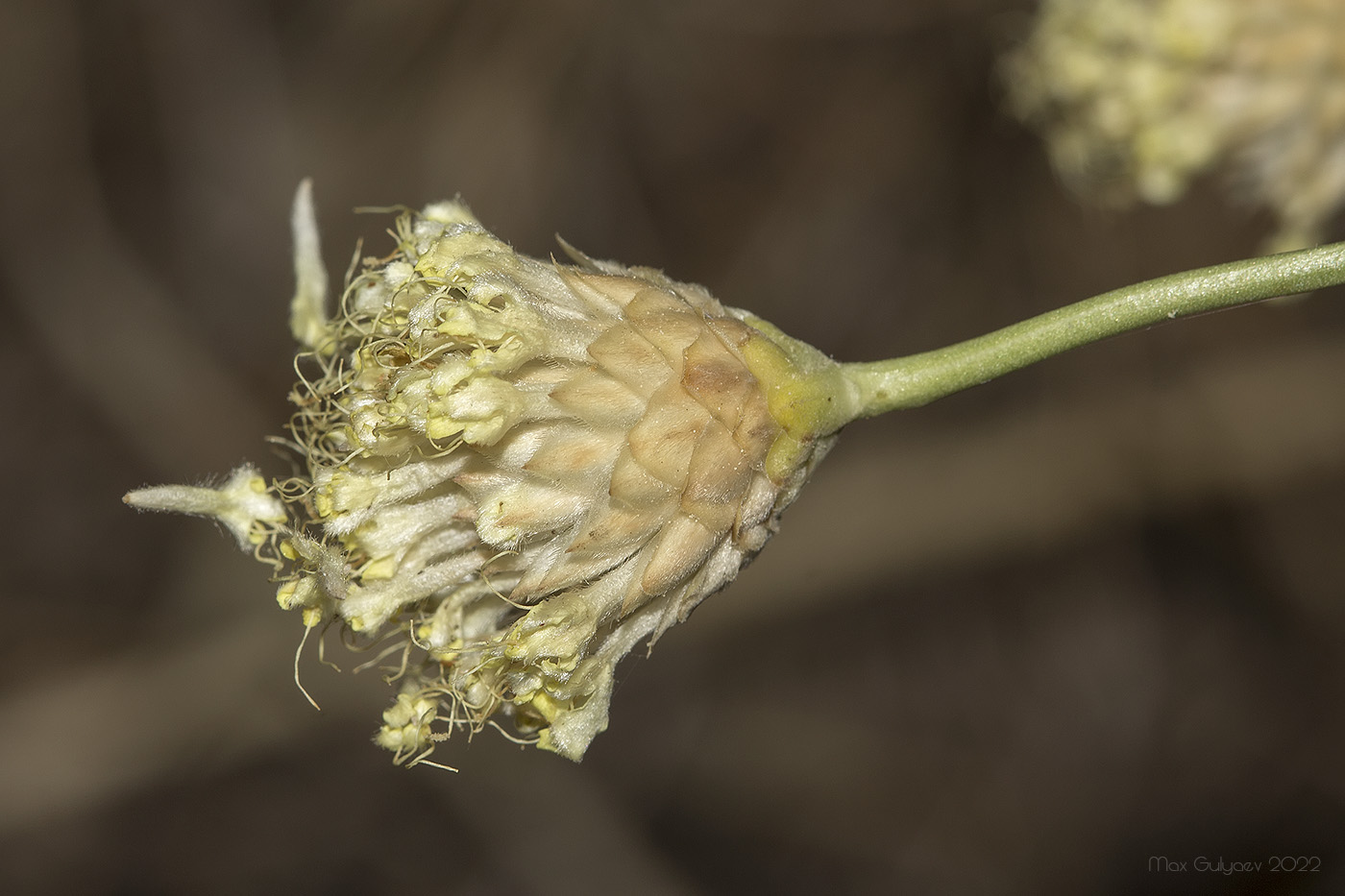 Изображение особи Cephalaria coriacea.