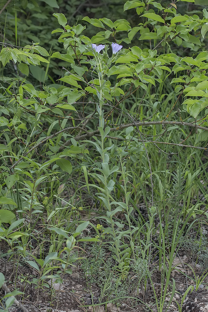 Изображение особи Linum lanuginosum.