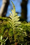 Polypodium vulgare. Спороносящее растение. Краснодарский край, Лазаревский р-н, окр. с. Ордынка, 120 м н.у.м., заросший мхом ствол дерева в лесу. 02.01.2020.