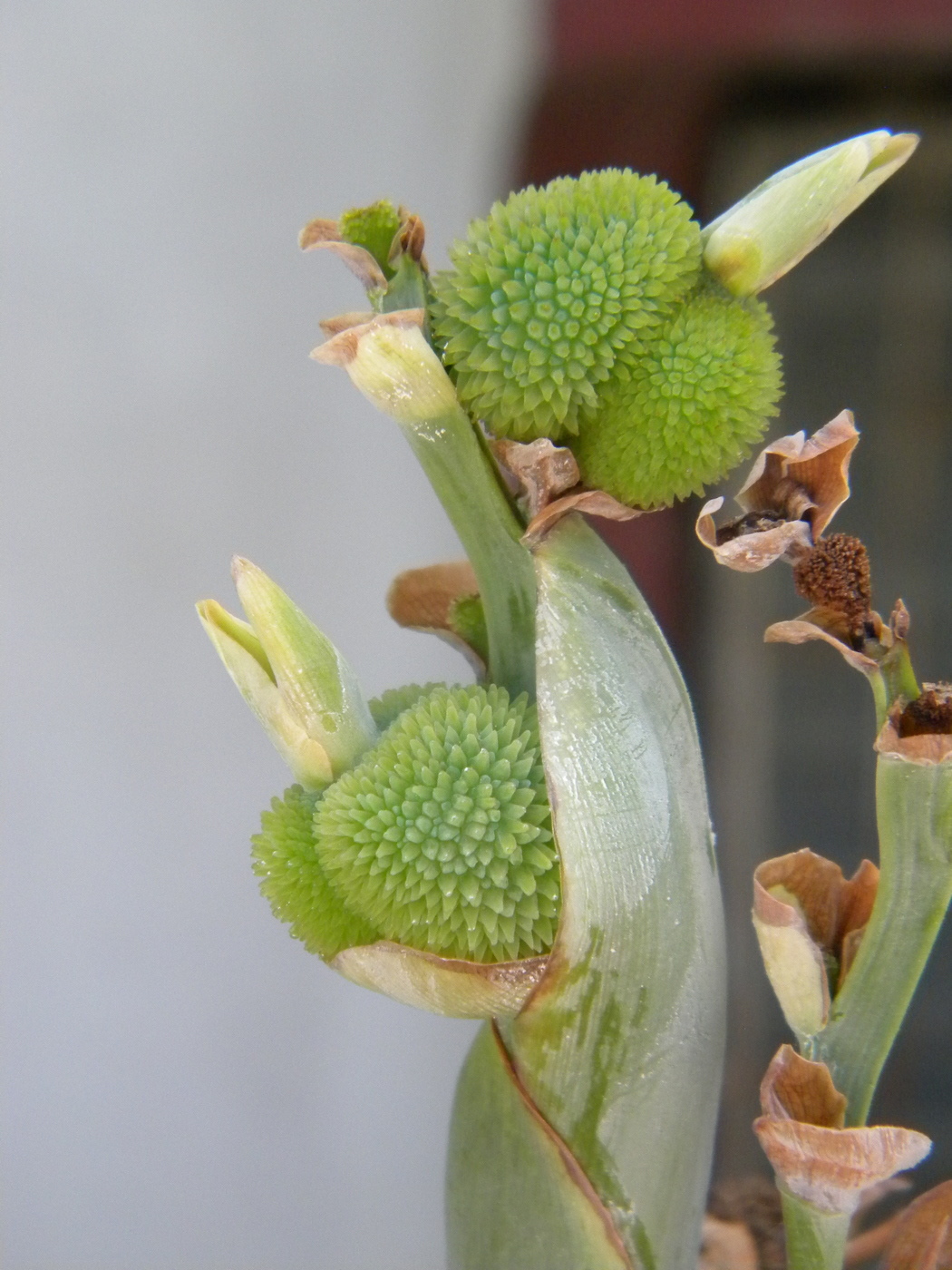 Image of Canna indica specimen.