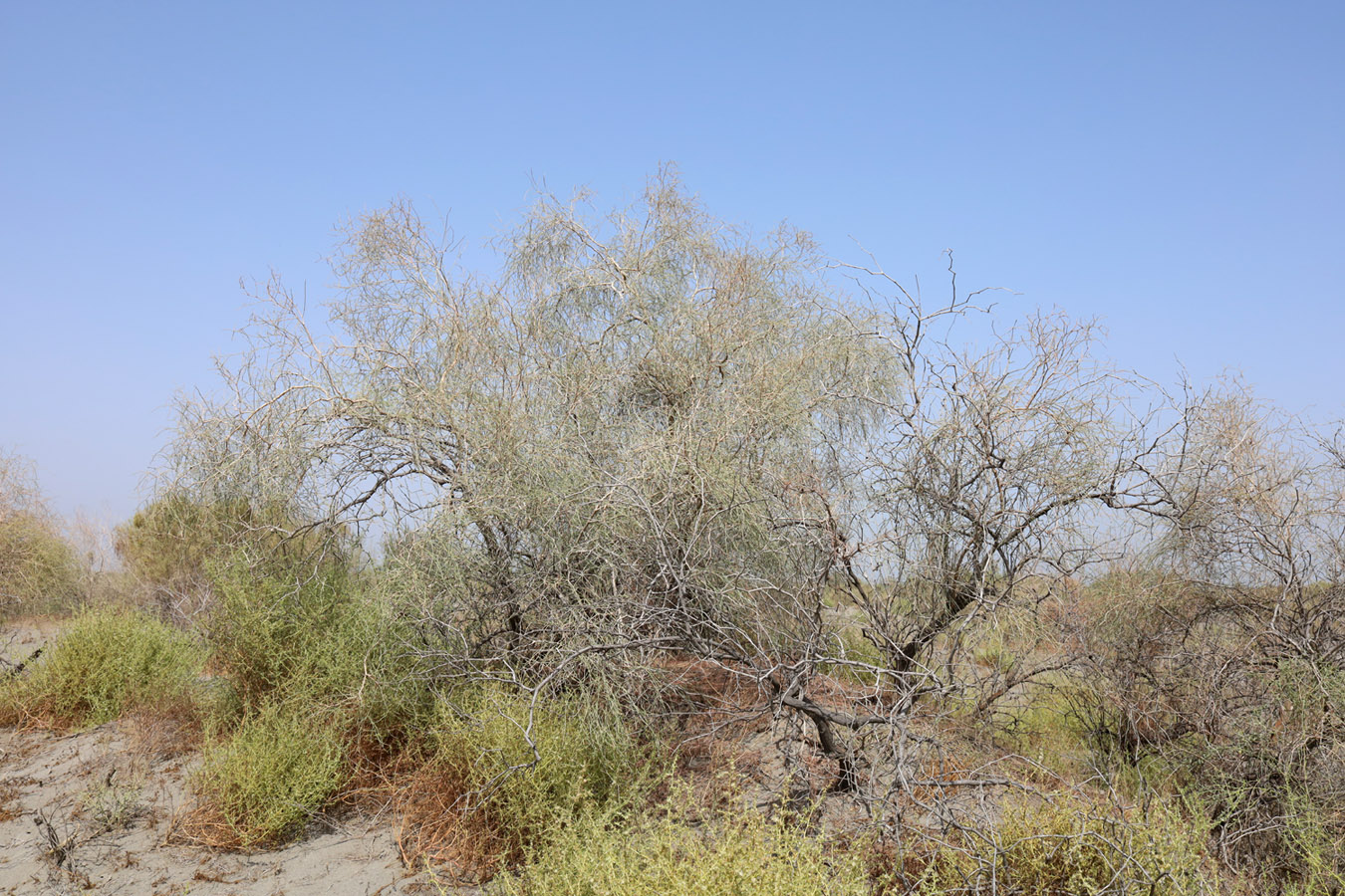 Image of genus Calligonum specimen.