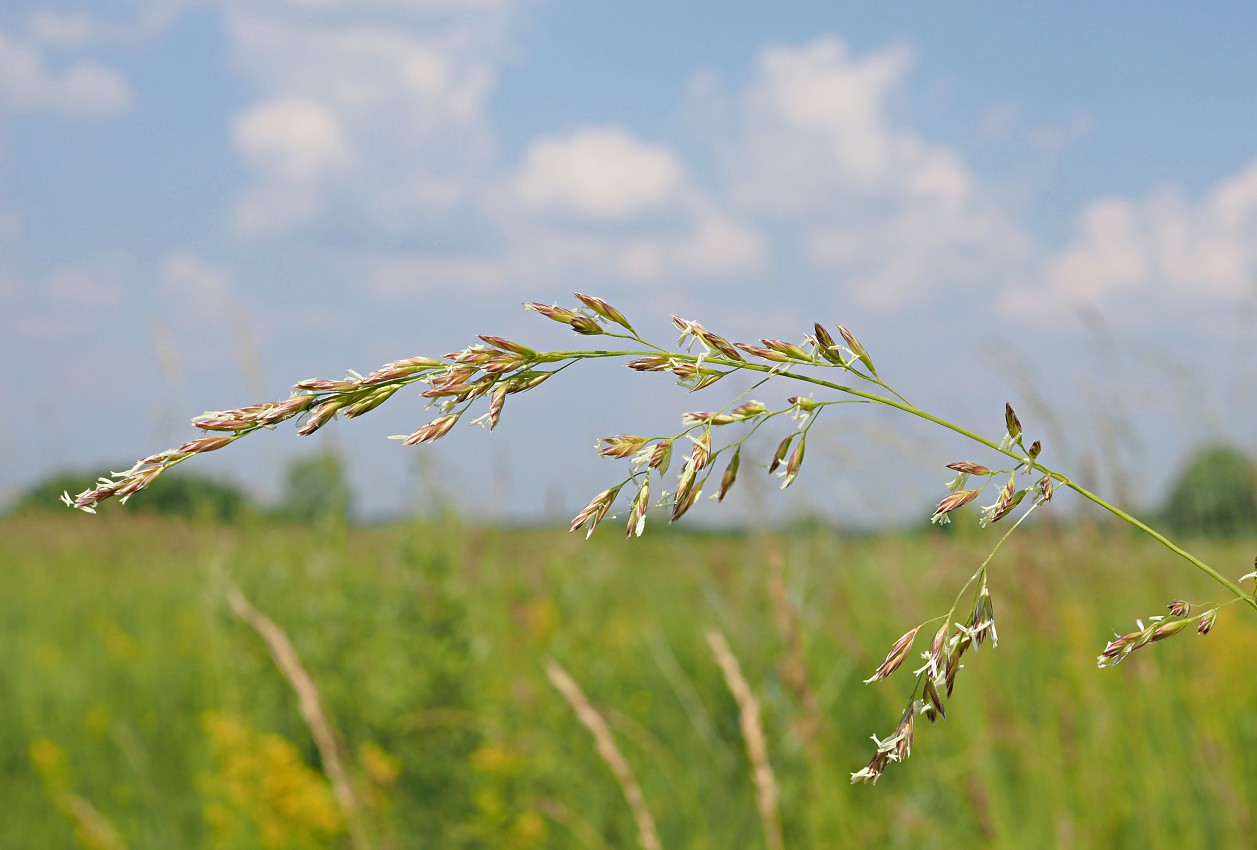 Изображение особи Festuca arundinacea.