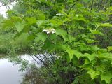 Viburnum sargentii