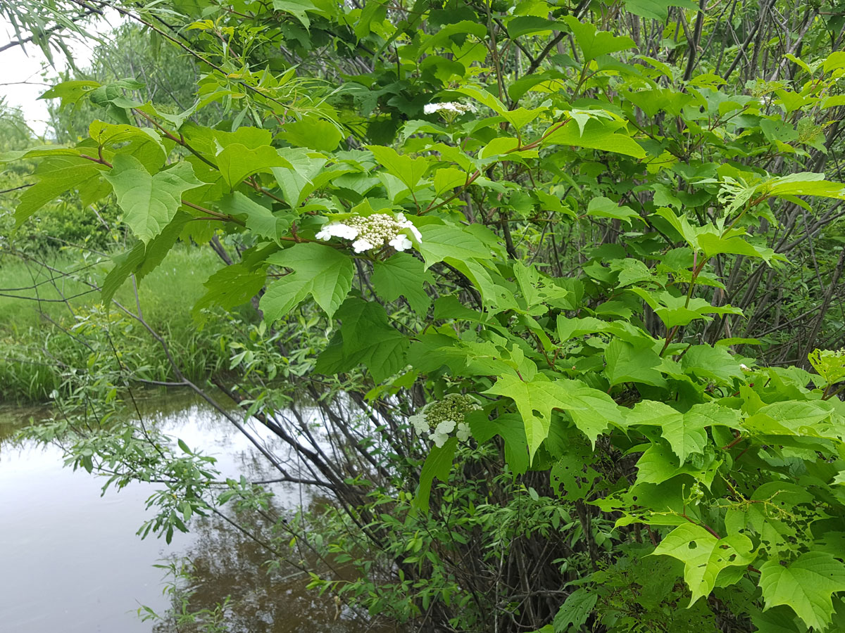 Изображение особи Viburnum sargentii.