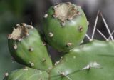 Opuntia dillenii