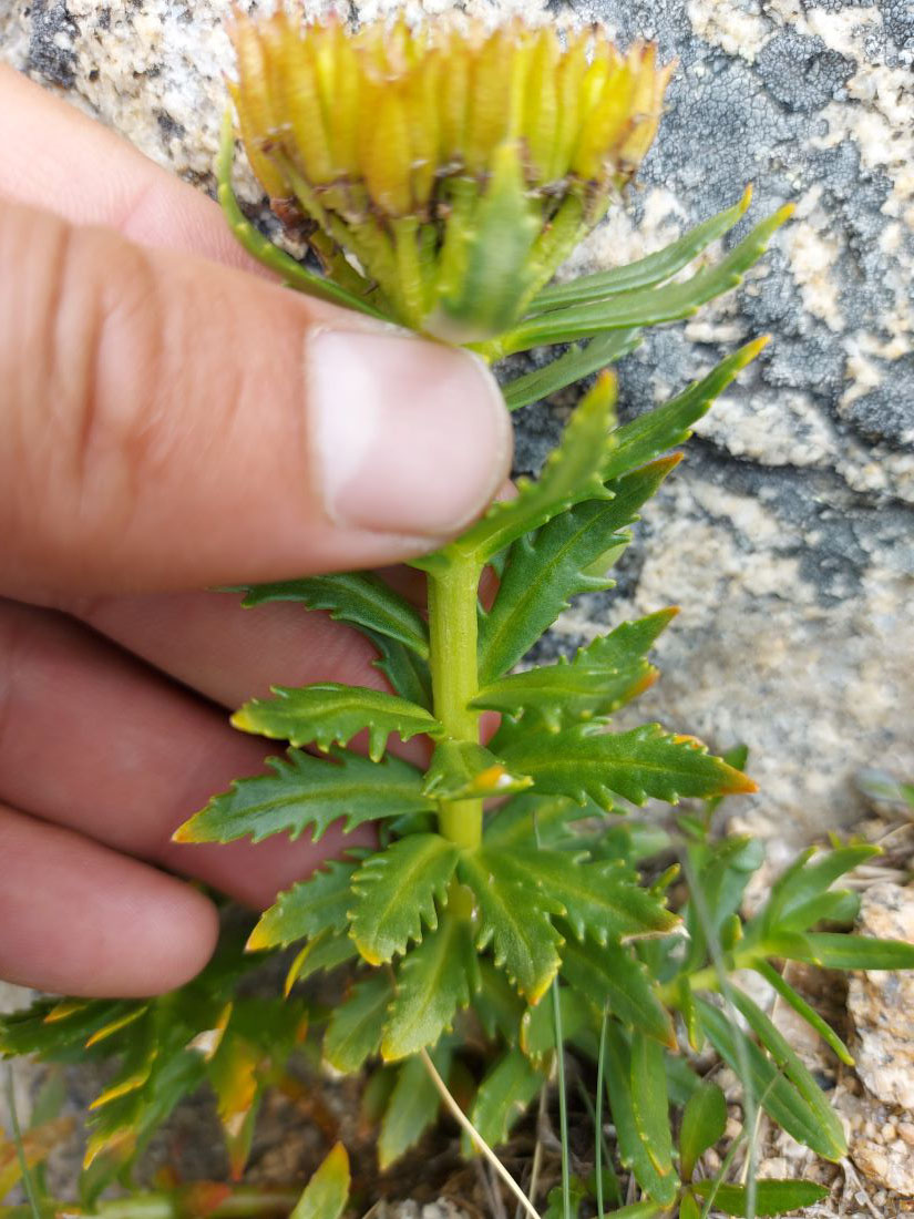 Image of Rhodiola pinnatifida specimen.