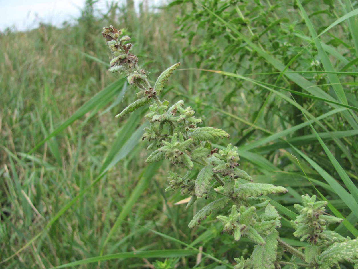 Изображение особи Teucrium scordioides.