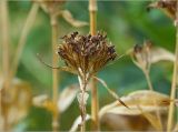 Dianthus barbatus