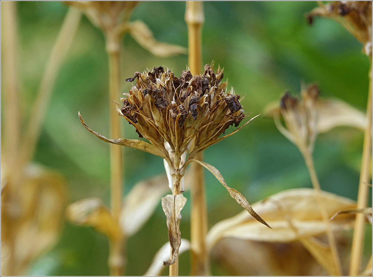 Изображение особи Dianthus barbatus.