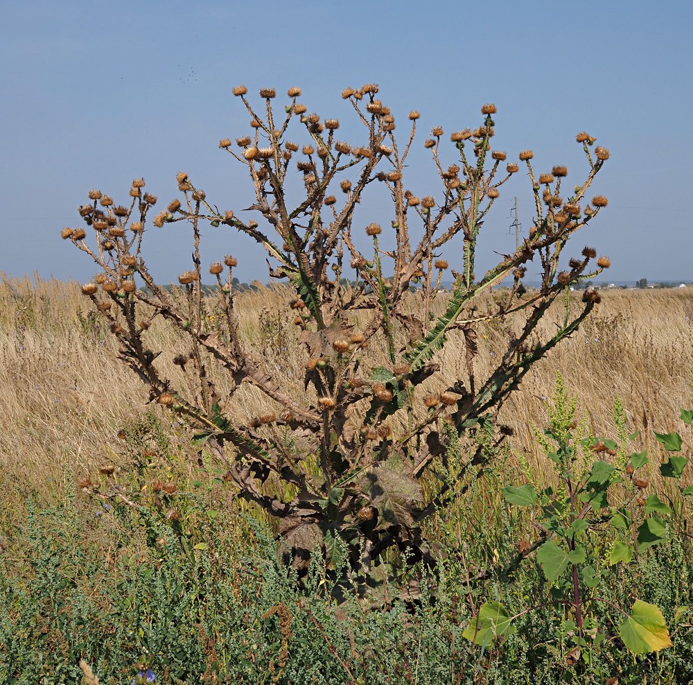 Image of Onopordum acanthium specimen.