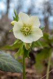 Helleborus caucasicus. Верхушка цветущего растения. Краснодарский край, Сочи, окр. мкр-на Мацеста, Сочинский нац. парк, Агурское ущелье, широколиственный лес. 25.01.2015.