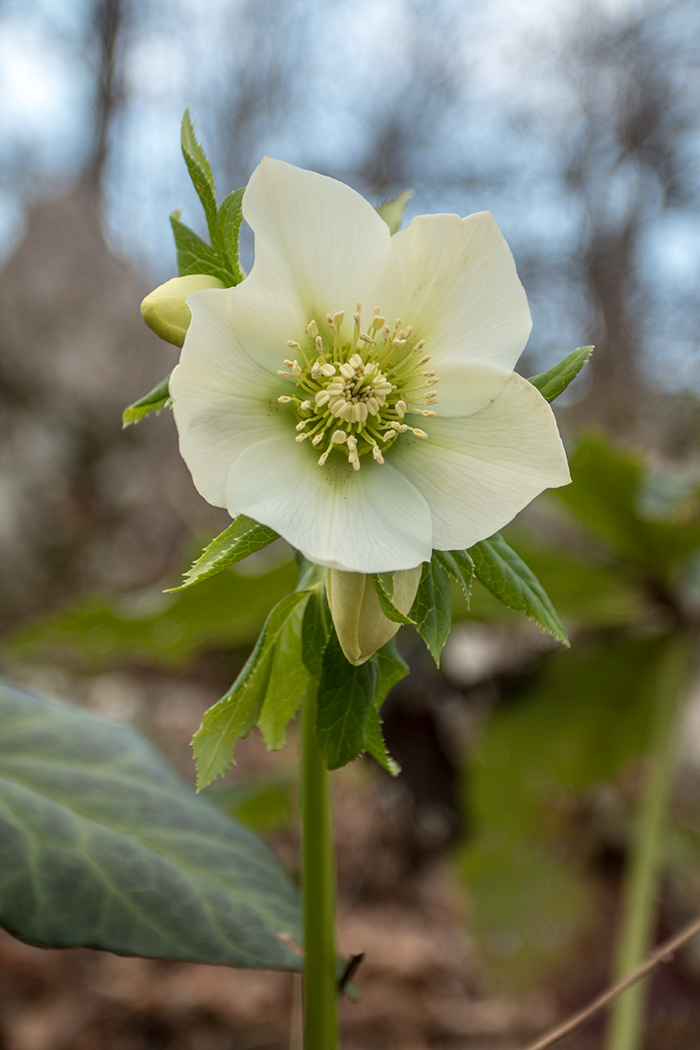 Image of Helleborus caucasicus specimen.