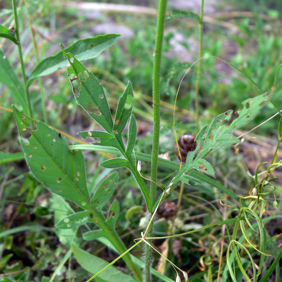 Image of Knautia arvensis specimen.