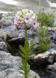 Cardamine uliginosa. Верхушка побега с соцветием. Карачаево-Черкесия, Урупский р-н, Кавказский биосферный заповедник, Имеретинские озёра, у ручья, впадающего в оз. Ривьера, ≈ 2650 м н.у.м., среди камней. 27.07.2022.