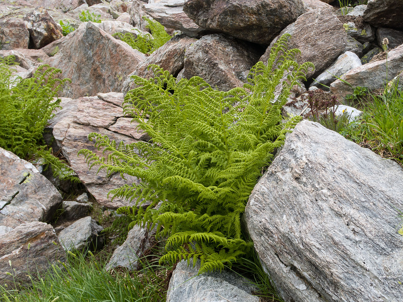 Изображение особи Athyrium distentifolium.