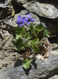 genus Viola