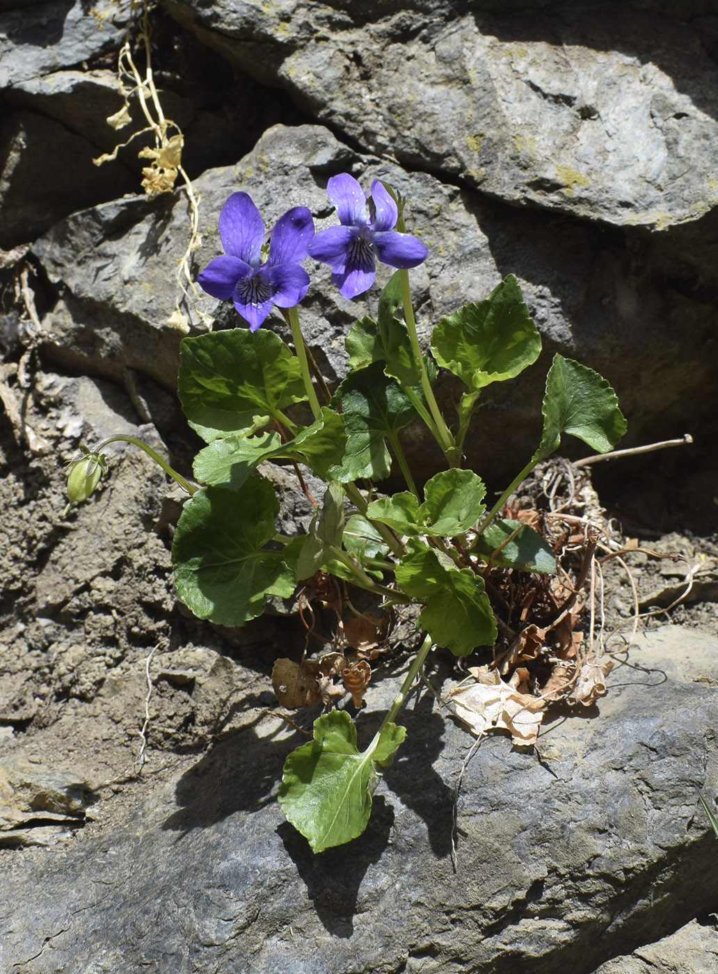 Image of genus Viola specimen.