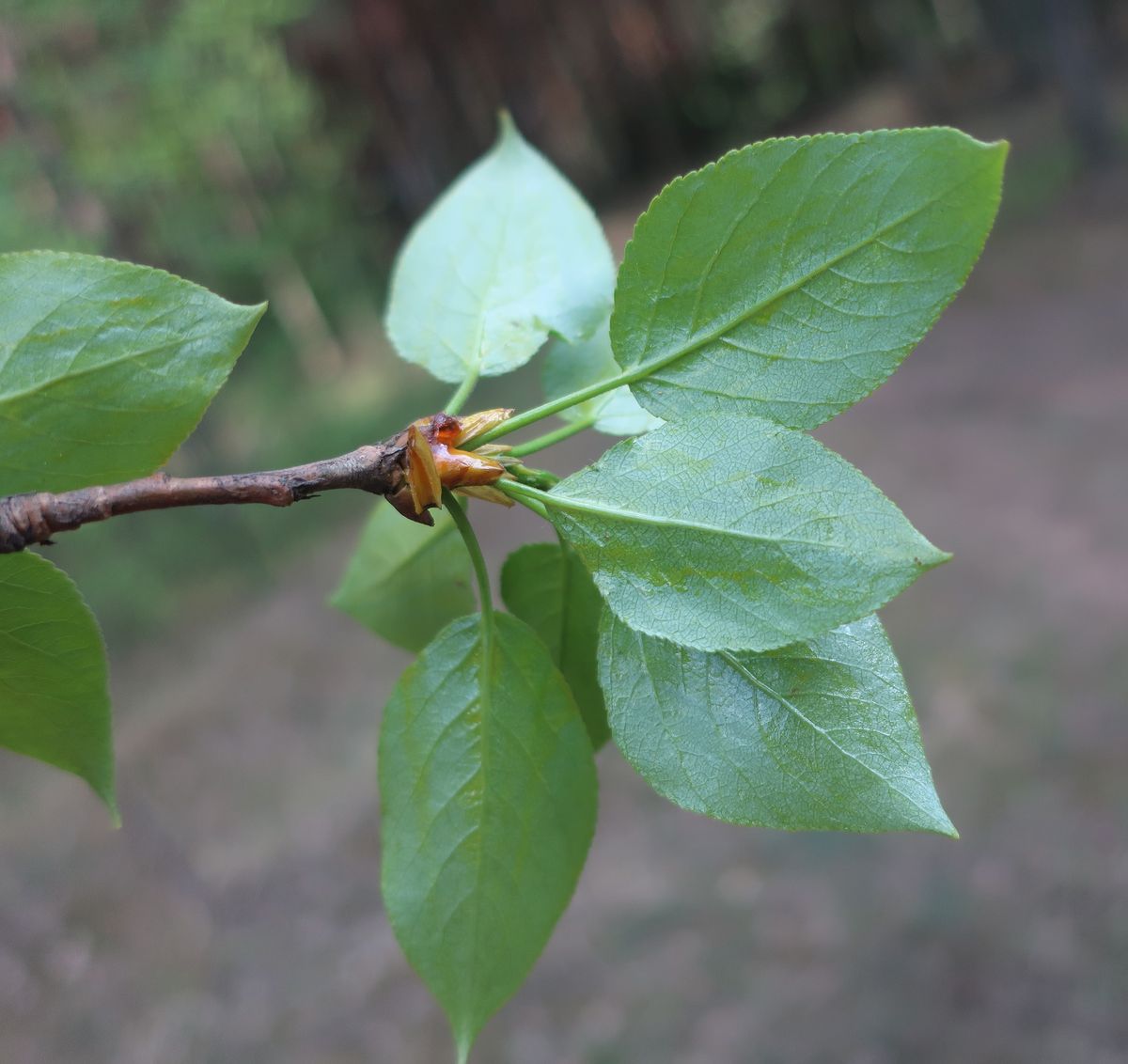 Image of genus Populus specimen.