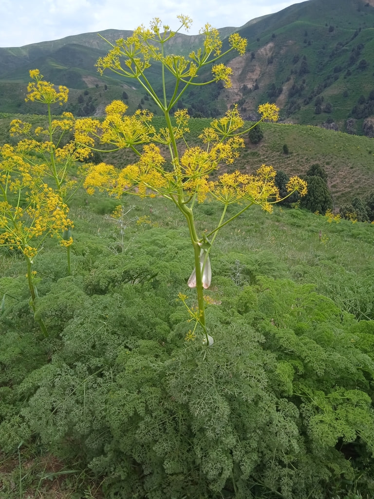 Изображение особи Ferula tenuisecta.