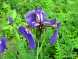 Iris setosa. Цветок. Владивосток, Ботанический сад-институт ДВО РАН. 12 июня 2010 г.