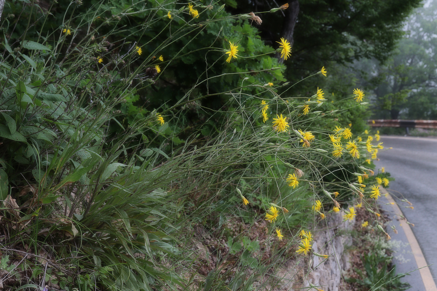 Image of Scorzonera stricta specimen.