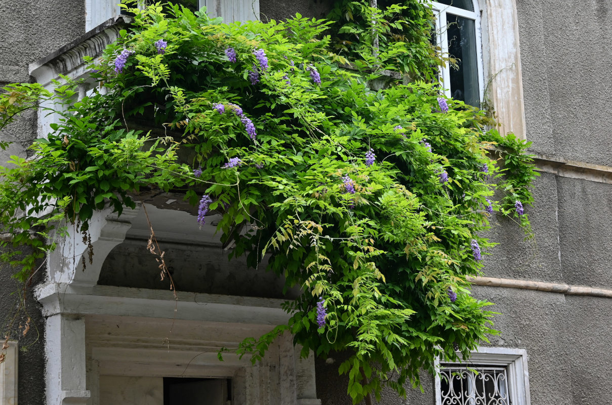 Изображение особи Wisteria sinensis.