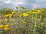 Achillea micrantha. Верхушки цветущих растений. Казахстан, Восточно-Казахстанская обл., Самарский р-н, окр. Казнаковской переправы; Зайсанская котловина, Кулуджунские пески, у обочины просёлочной дорожки. 22 июня 2023 г.