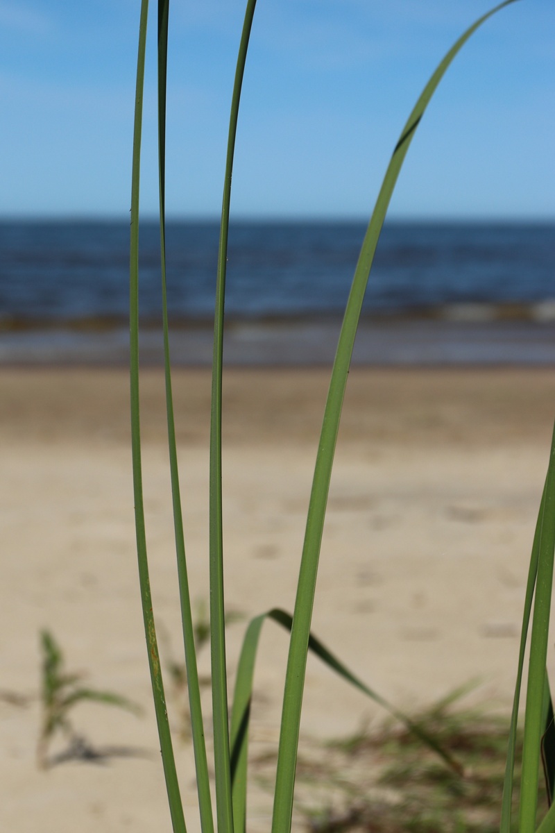 Изображение особи Typha angustifolia.