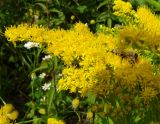 Solidago canadensis