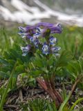 Corydalis conorhiza