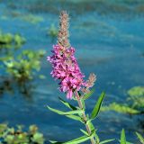 Lythrum salicaria