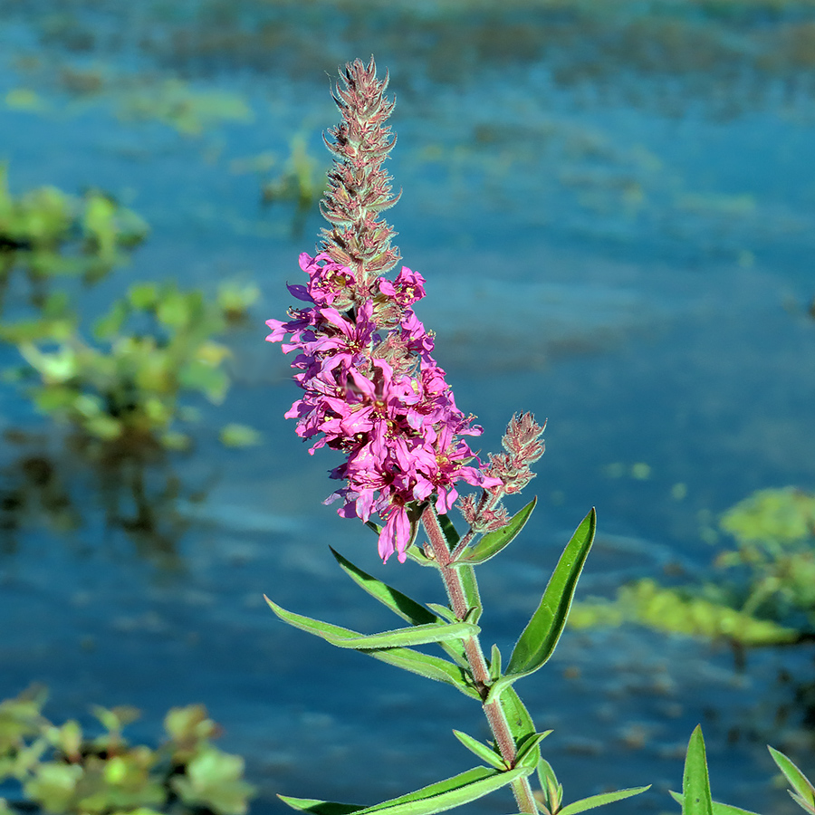 Image of Lythrum salicaria specimen.