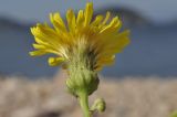 Sonchus arvensis. Соцветие (вид со стороны обёртки). Приморский край, Владивостокский ГО, о. Желтухина, каменистая береговая полоса. 17.08.2023.