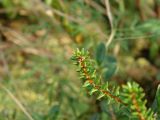 Empetrum nigrum