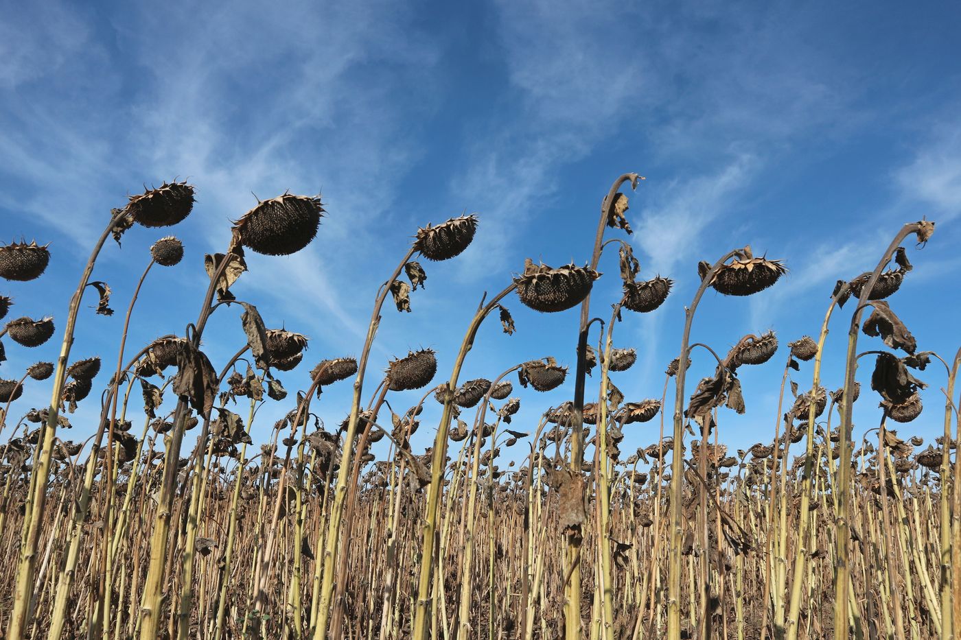 Image of Helianthus annuus specimen.