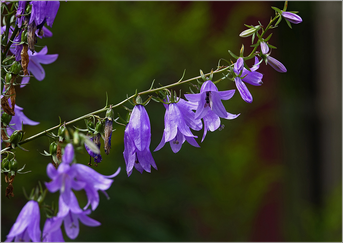 Image of Campanula rapunculoides specimen.