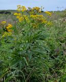 Senecio cannabifolius. Верхушка цветущего растения. Сахалин, Холмский гор. округ, мыс Слепиковского, приморский луг. 26.08.2023.