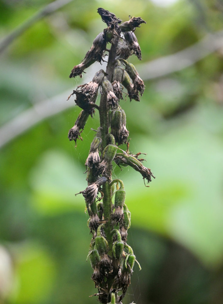 Image of Ligularia fischeri specimen.