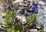 Veronica fruticulosa