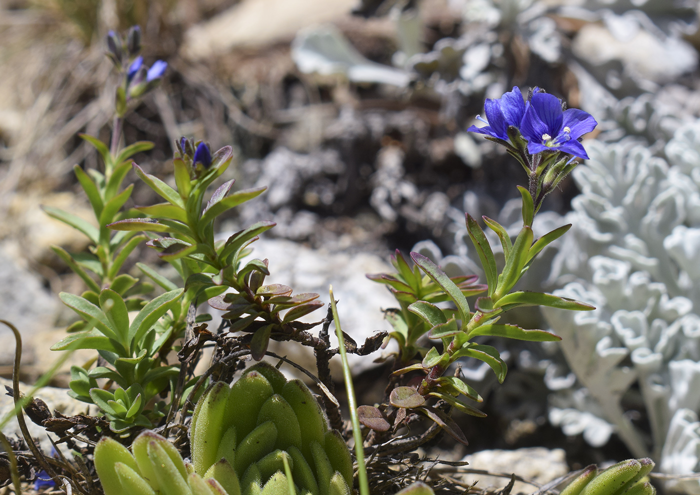 Image of Veronica fruticulosa specimen.
