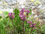 Pedicularis crassirostris